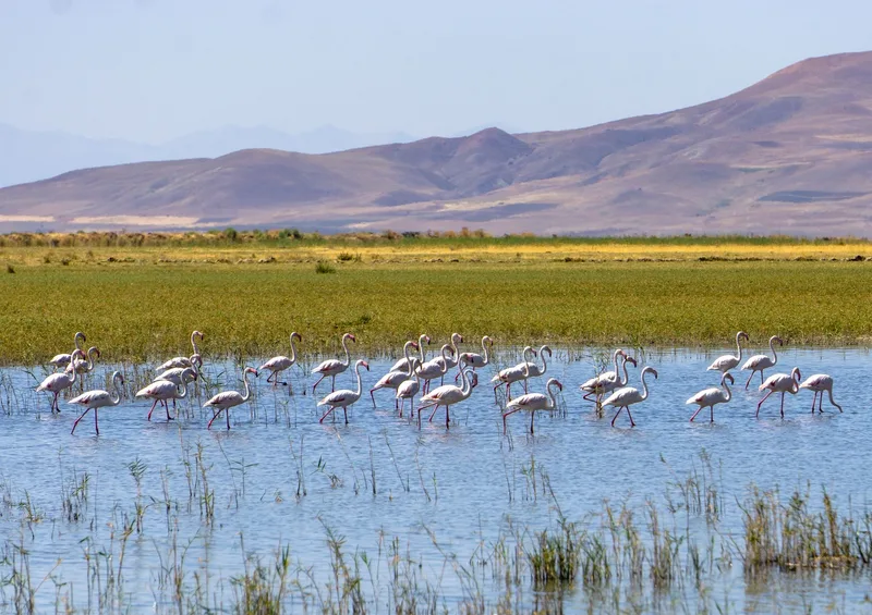 Sığ bir sulak alanda yürüyen bir flamingo sürüsü