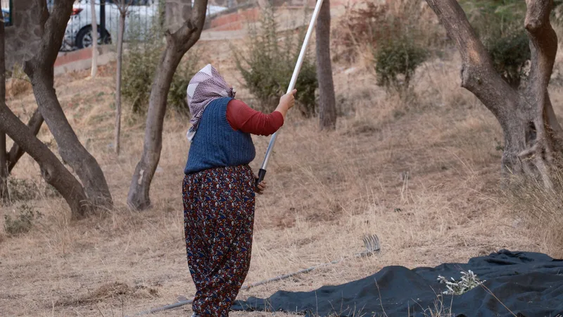 Zeytin ağacından elle zeytin toplayan bir kişi
