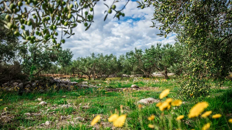 Yaban çiçekleriyle kaplı bir zeytin bahçesinin genel görünümü