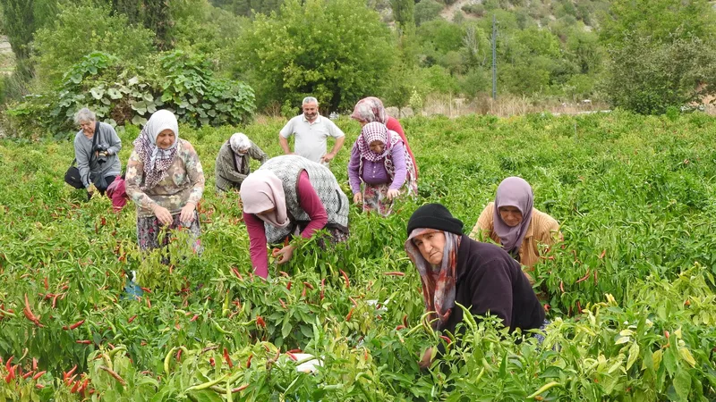 Biber tarlasında hasat yapan bir grup çiftçi