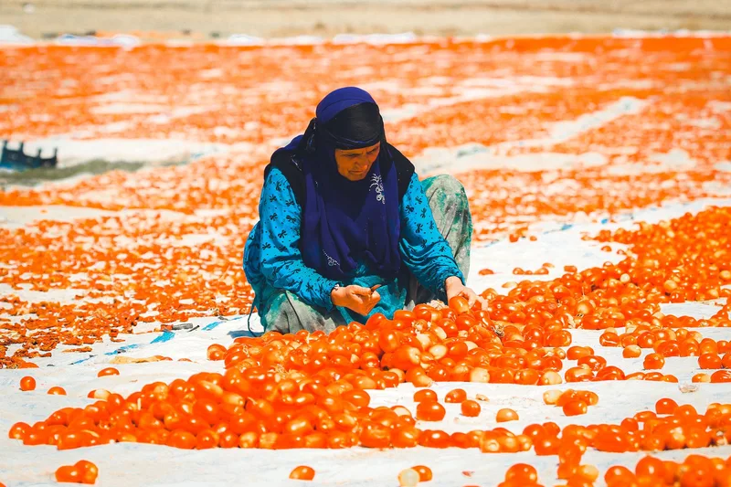 Sergiye yayılmış domateslerle uğraşan bir kadın