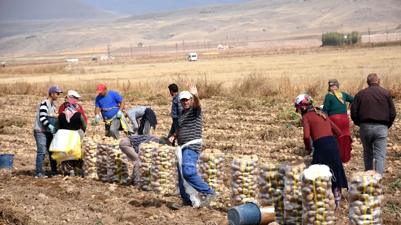 Geniş bir tarım arazisinde patates hasadı yapan bir grup çiftçi
